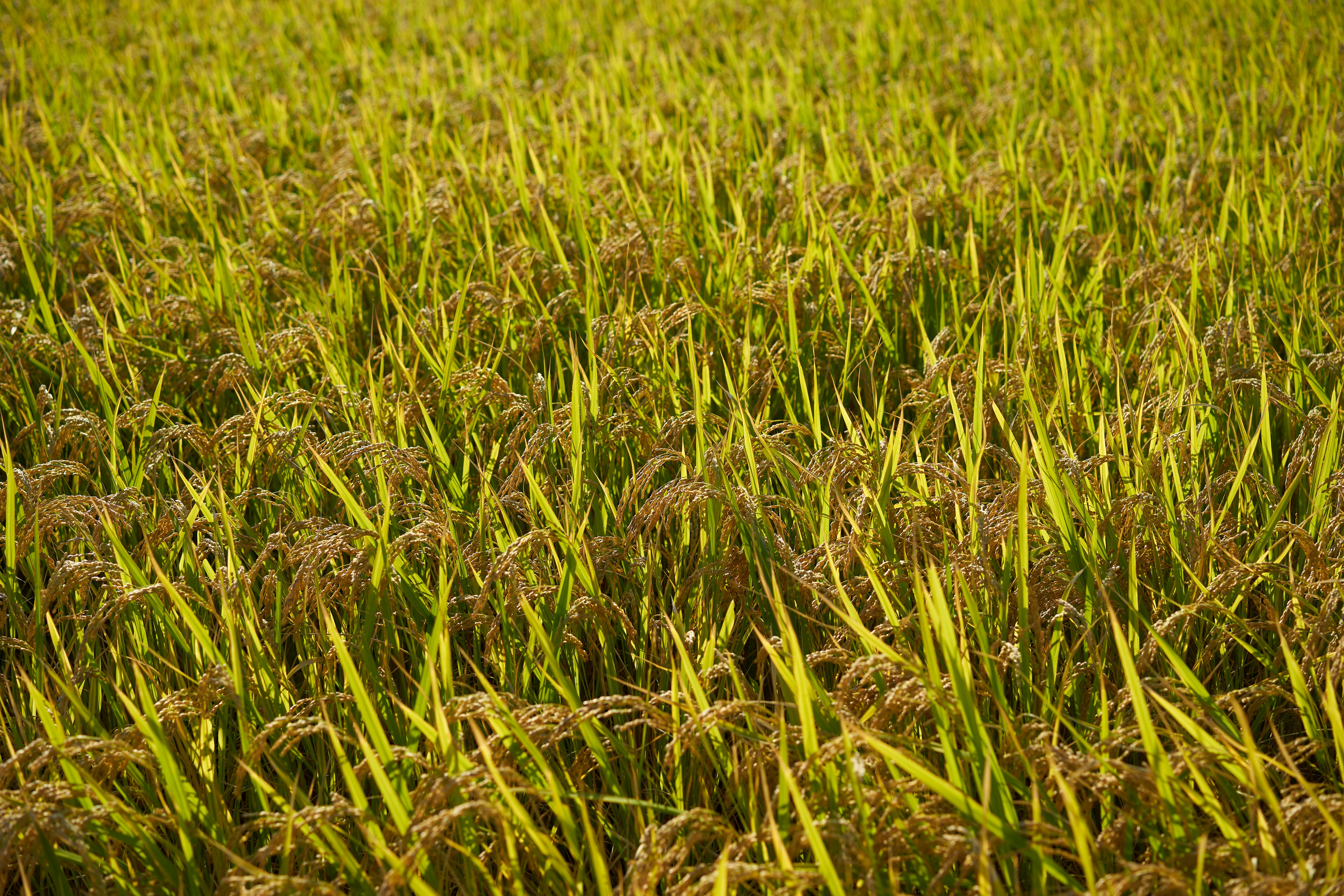rice fields