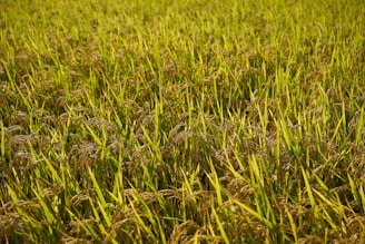 A lush field of rice plants with vibrant green stalks and golden grains, basking in sunlight.