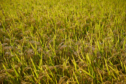 A lush green rice field bathed in golden sunlight, showcasing healthy crops ready for harvest.