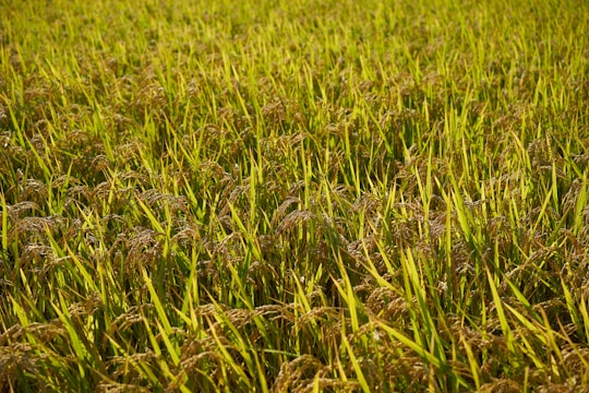 A vibrant field of rice swaying under the sun, showcasing sustainable farming practices.