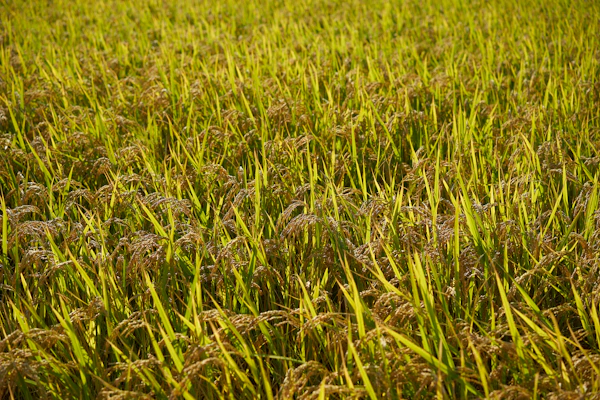 Golden ears of Sona Masoori rice growing in lush green Indian fields under sunlight.