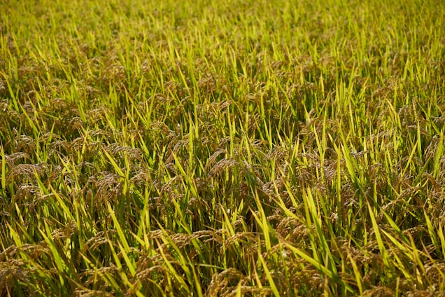 A lush field of rice plants with vibrant green stalks and golden grains, basking in sunlight.