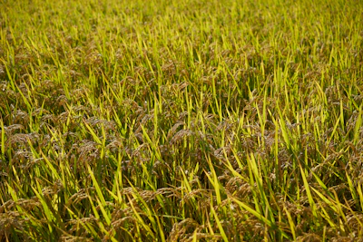 Smiling Mallah farmers harvesting makhana in lush green fields at sunrise.