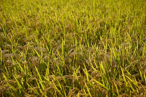 A lush field of rice plants with vibrant green stalks and golden grains, basking in sunlight.