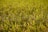 A lush field of rice plants with vibrant green stalks and golden grains, basking in sunlight.