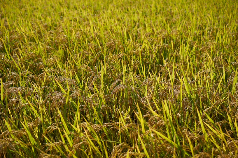 A sunlit Pakistani rice field with lush green stalks swaying gently.