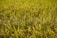 A lush field of rice plants with vibrant green stalks and golden grains, basking in sunlight.