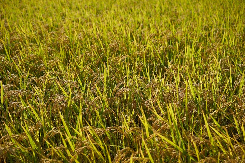 Everyday Rice