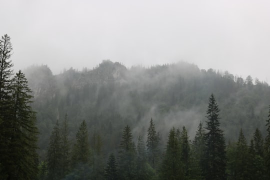 landscape photography of forest with fogs in Zakopane Poland