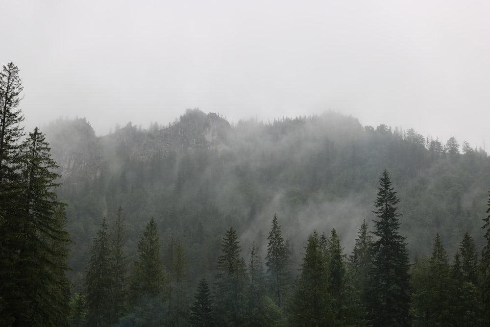 landscape photography of forest with fogs