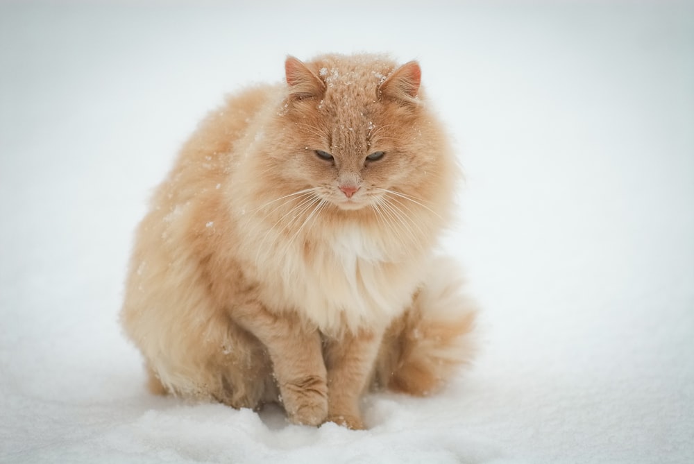 beige Persian cat