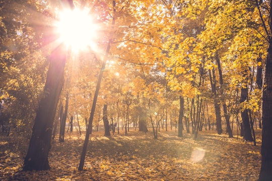 yellow leafed trees during daytime in Shosse Entuziastov Russia