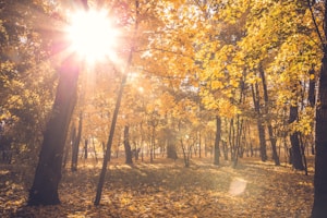 Autumn Glow Woods