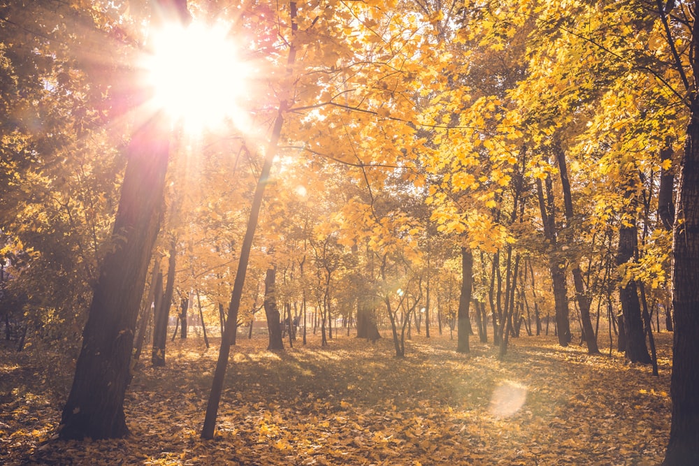 yellow leafed trees during daytime