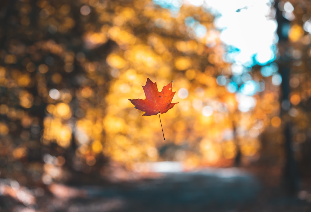 orange maple leaf on selective focus photography