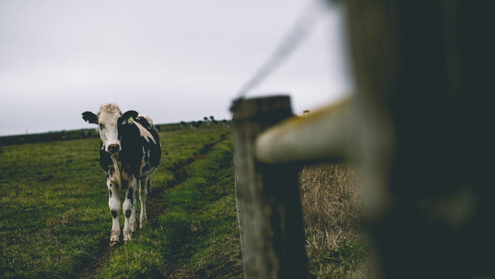 shallow focus photography of white and black cow standing on green grass field