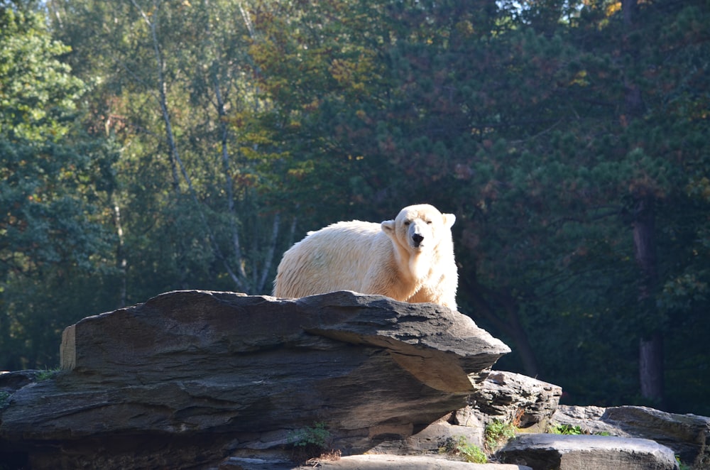 white bear on cliff