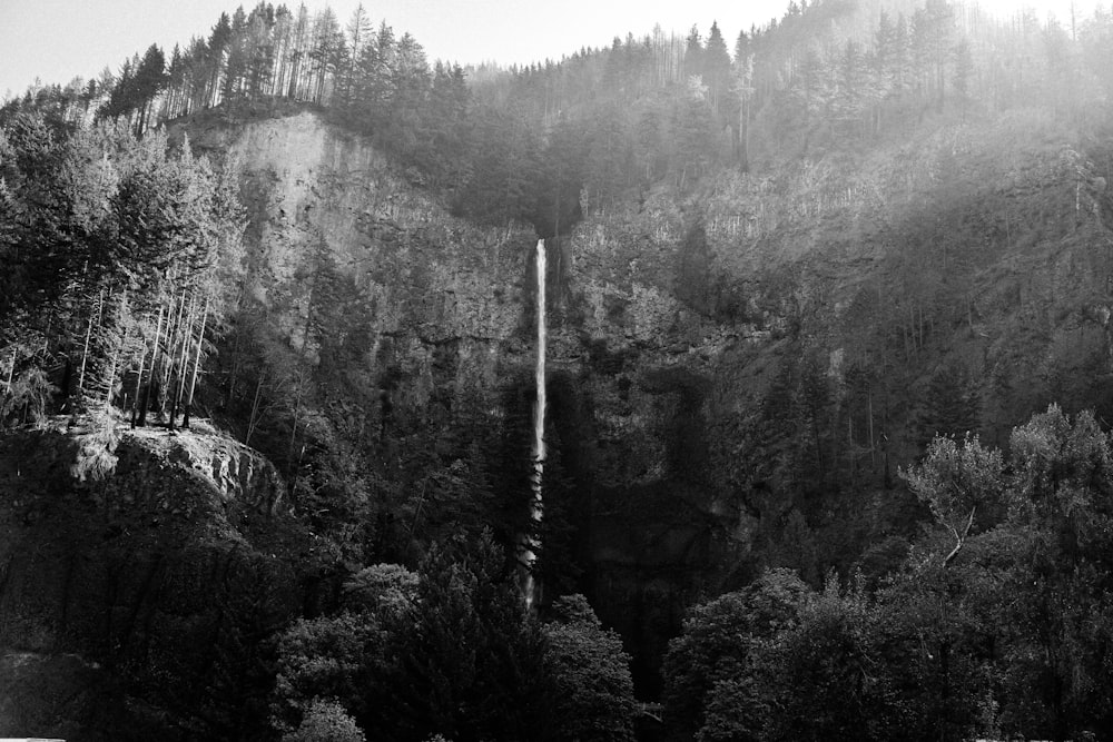 fotografia in scala di grigi della foresta