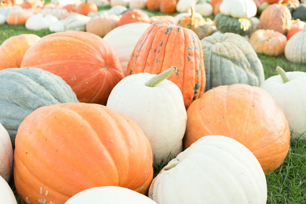 assorted-color pumpkins on grass field