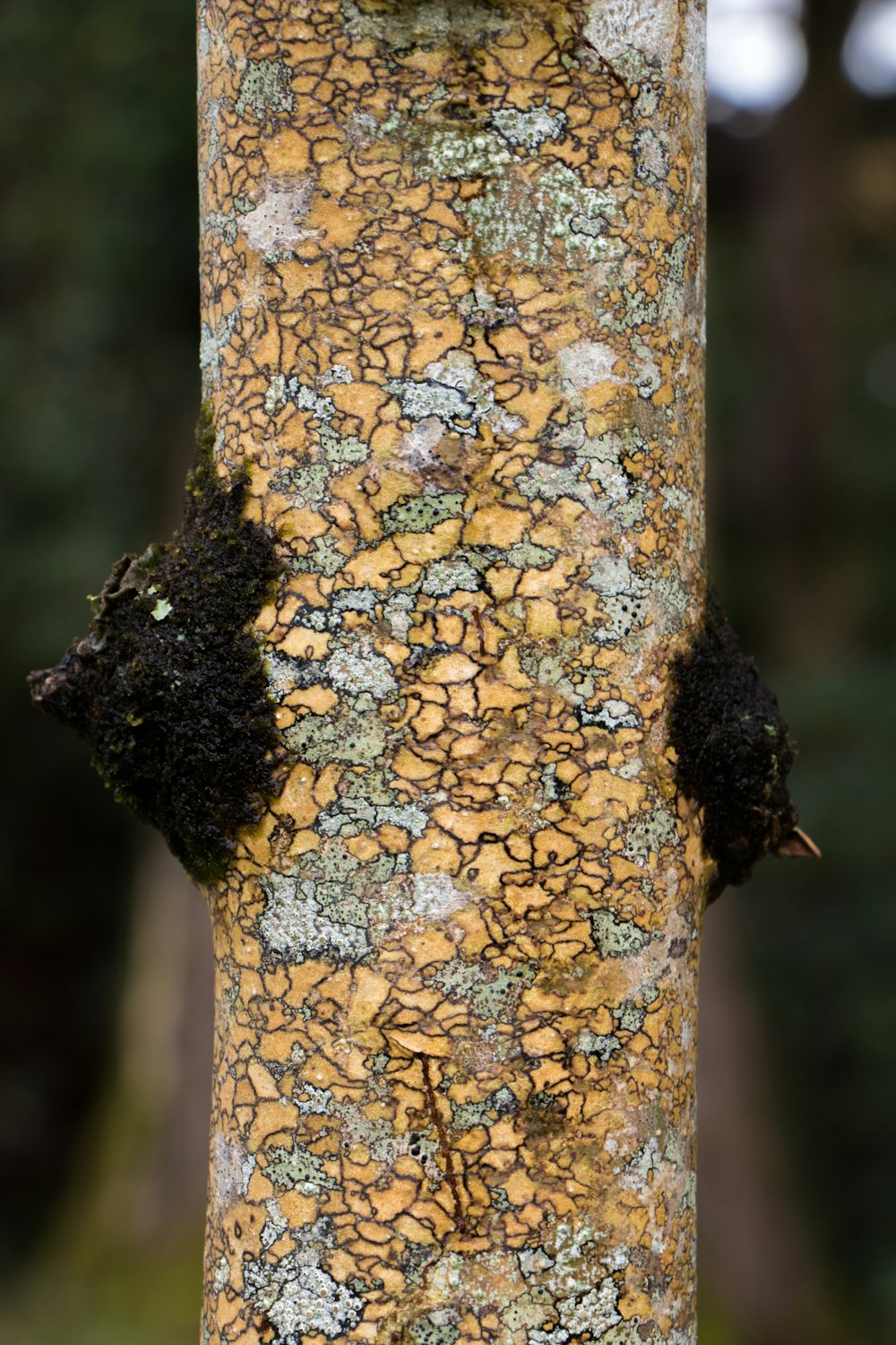 Fotografía de enfoque selectivo del tronco de un árbol