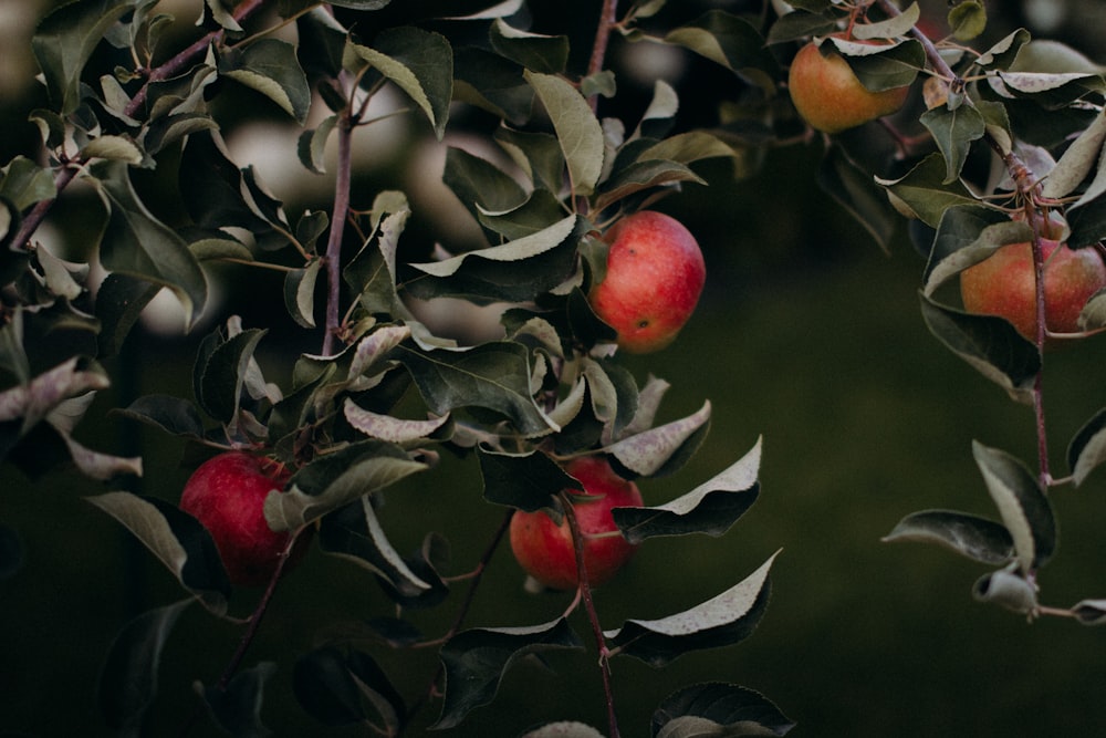 red apple fruits