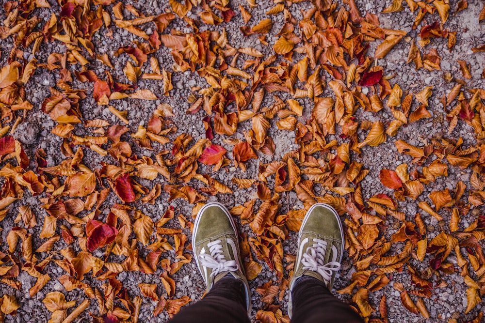 person standing brown dried leaves