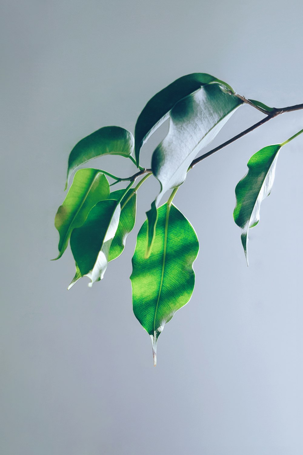 a green leaf is hanging from a branch