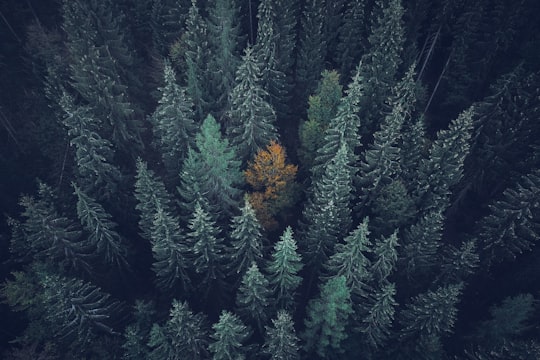 aerial view of green trees in Bad Wildbad Germany