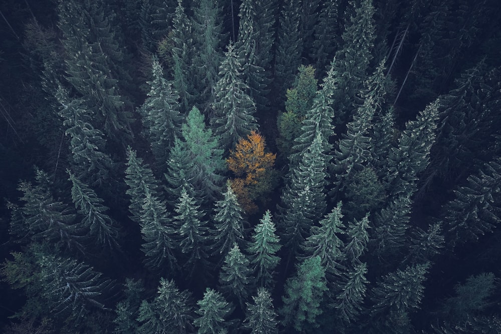 aerial view of green trees