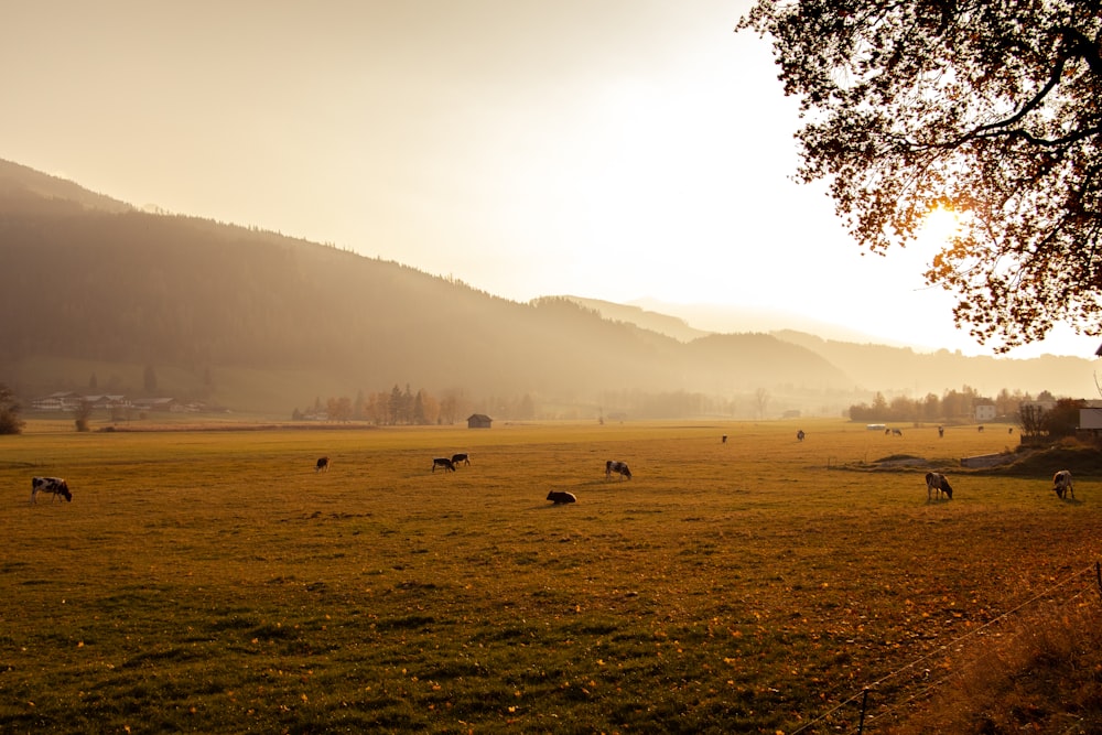 animals on brown grass during sunrise