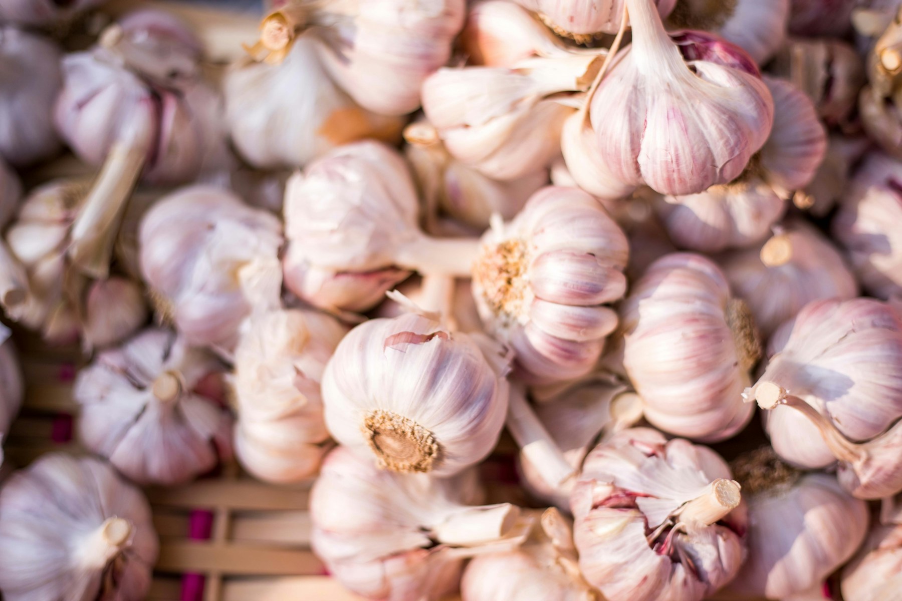 A bountiful pile of fresh garlic bulbs at a farmer's market