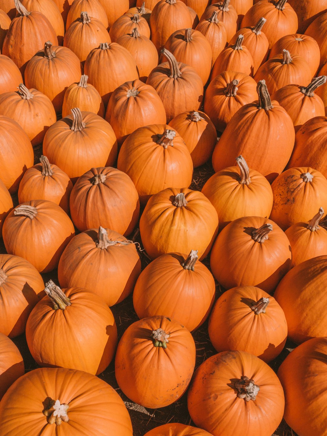 orange pumpkin lot