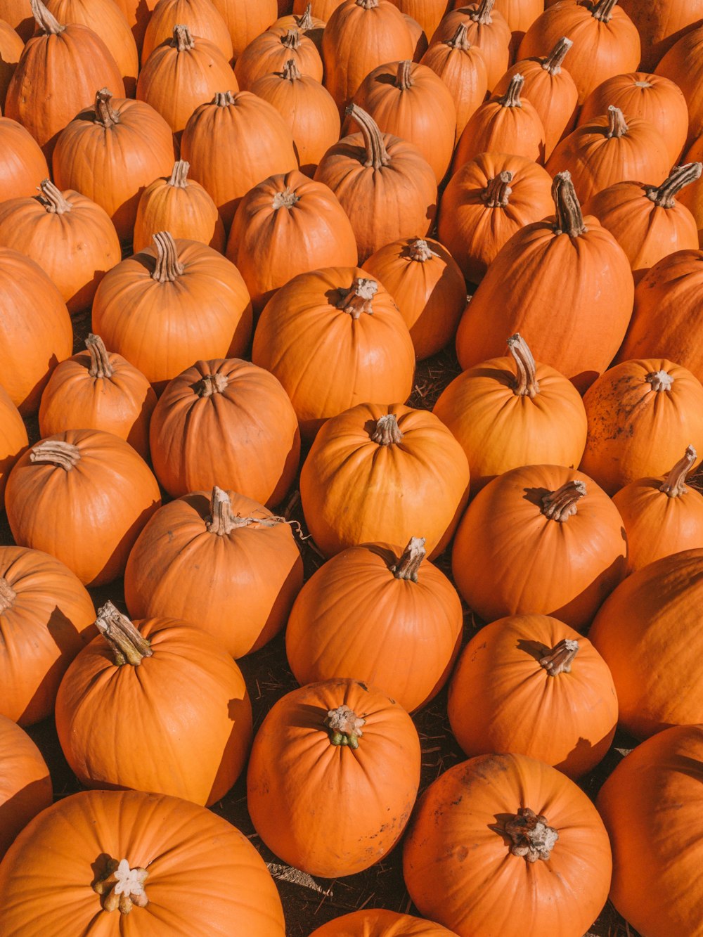 orange pumpkin lot