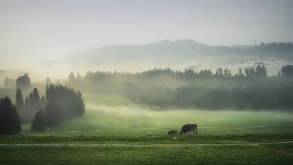 cattle standing on grass field