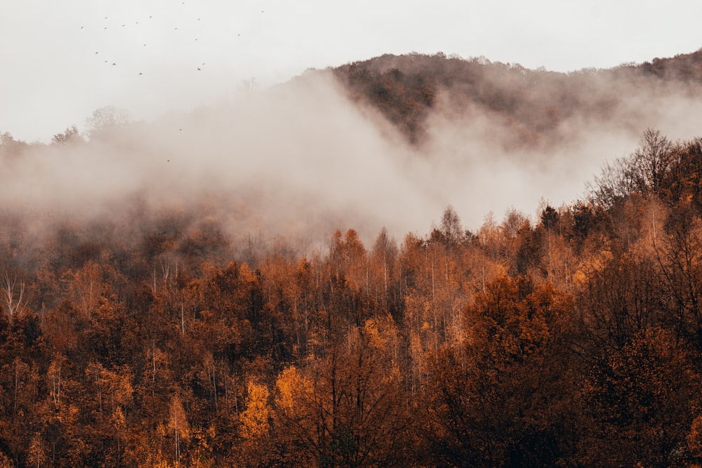 aerial photography of trees