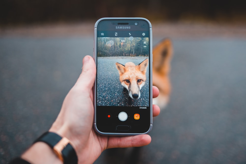 person taking picture of fox