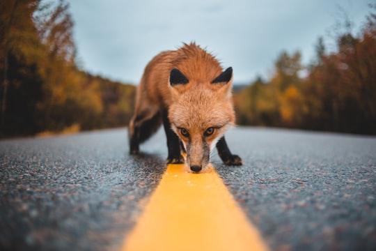 red fox on concrete road in Lumsden Canada