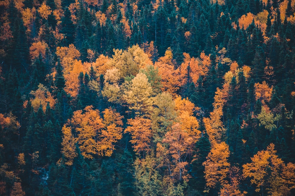 yellow and green leafed trees