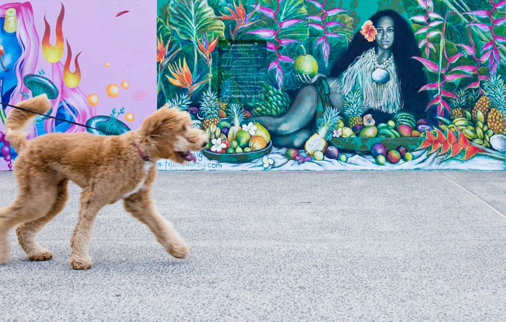 brown dog walking near wall