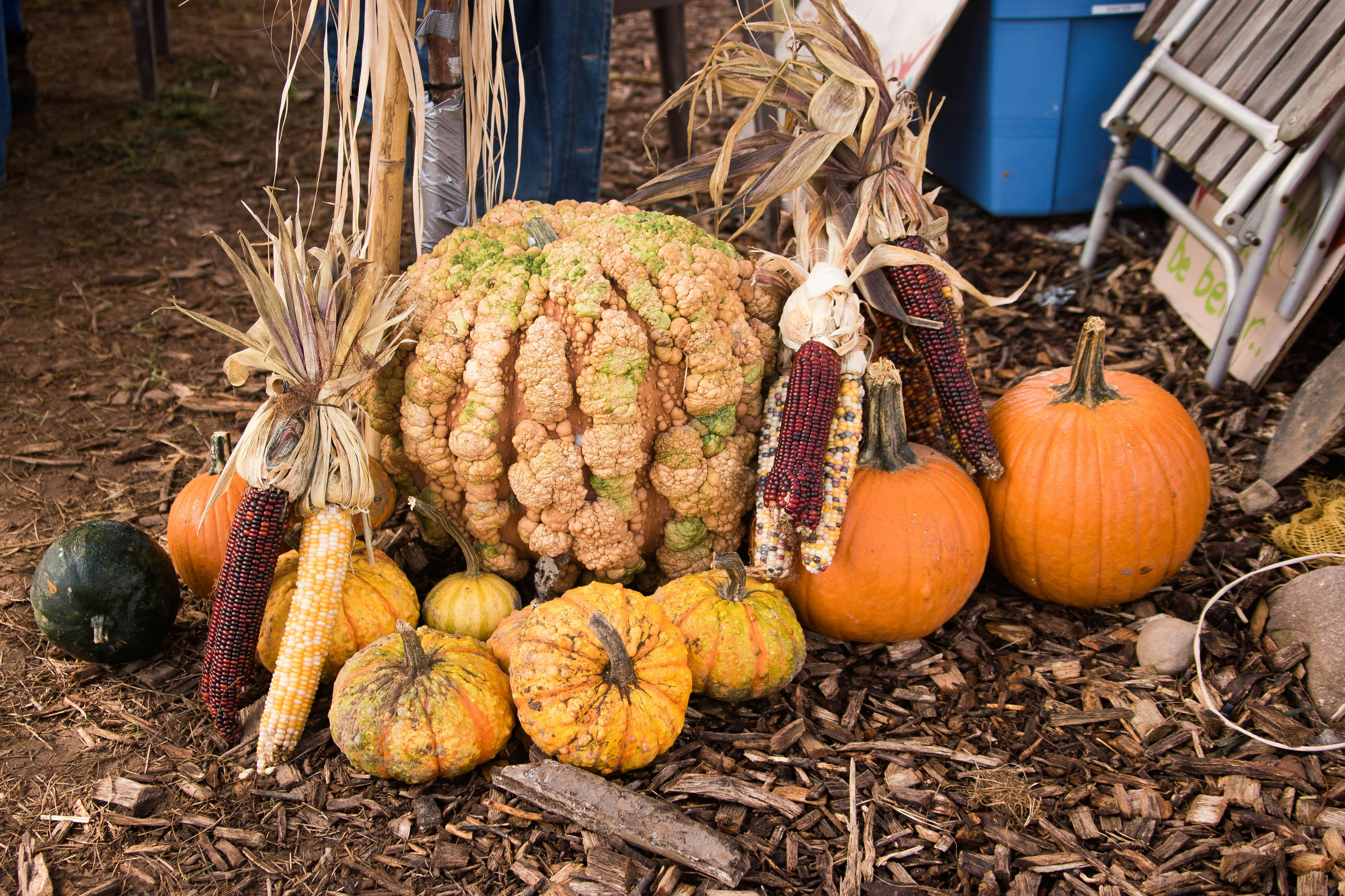 squash fruits on ground