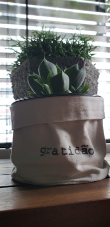 A small potted plant with broad green leaves is in a fabric container that is labeled with the word 'gratidão.' The background has blinds with light filtering through, casting shadows on a larger plant in a cement planter.