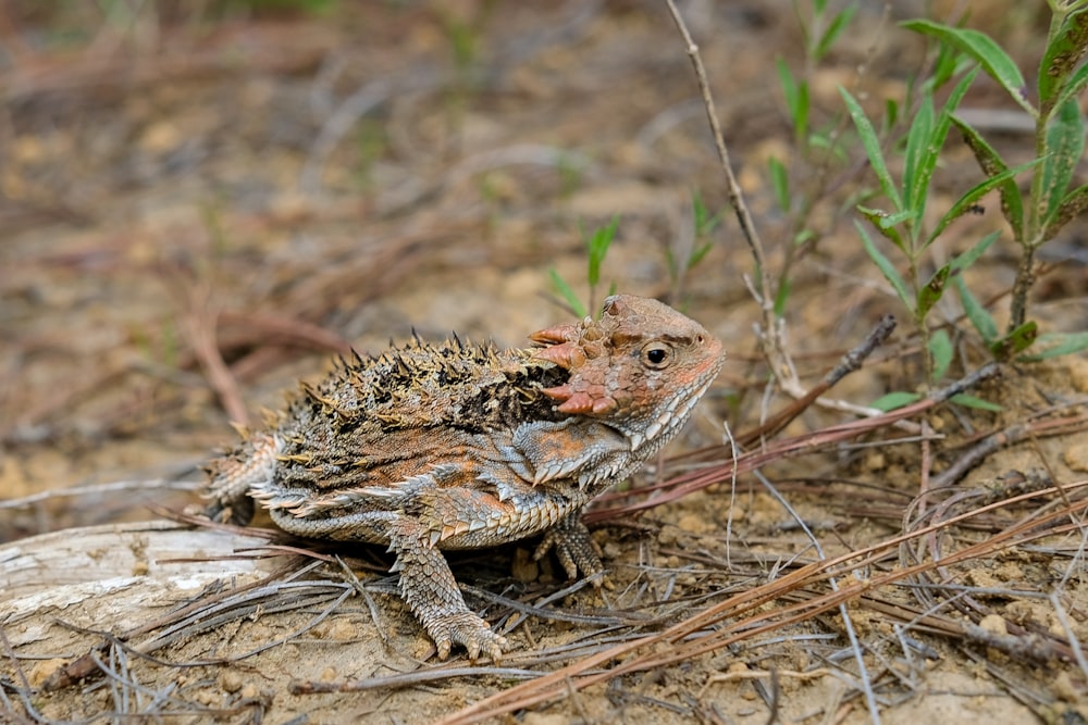 brown frog on ground