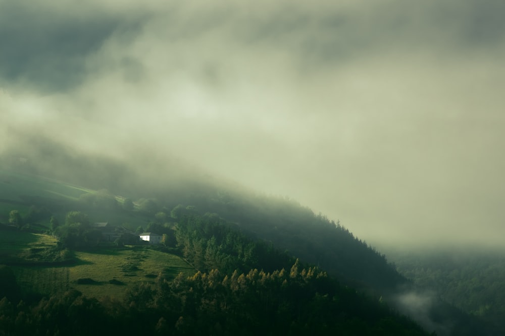 aerial view of forest tree during foggy day