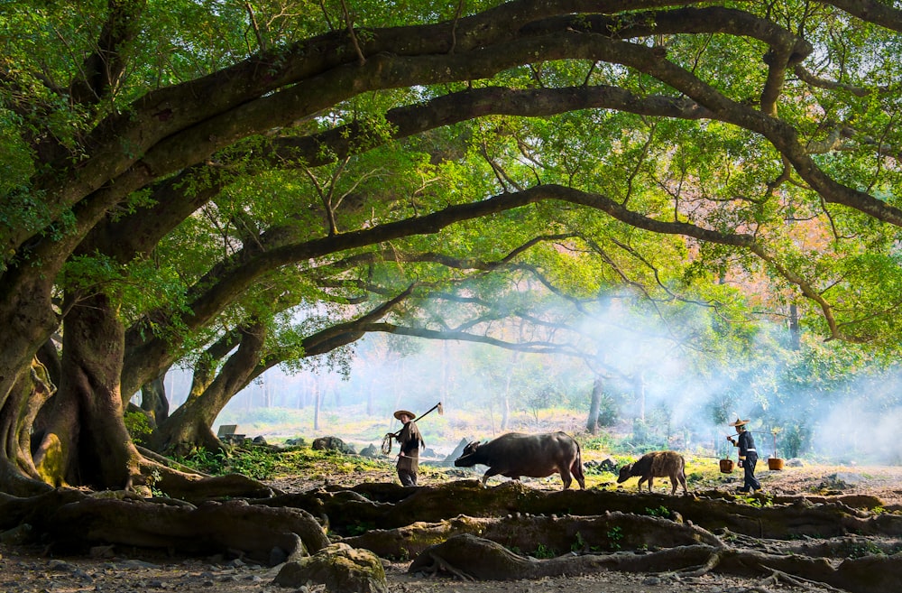 granjero que camina con búfalo de agua bajo el árbol