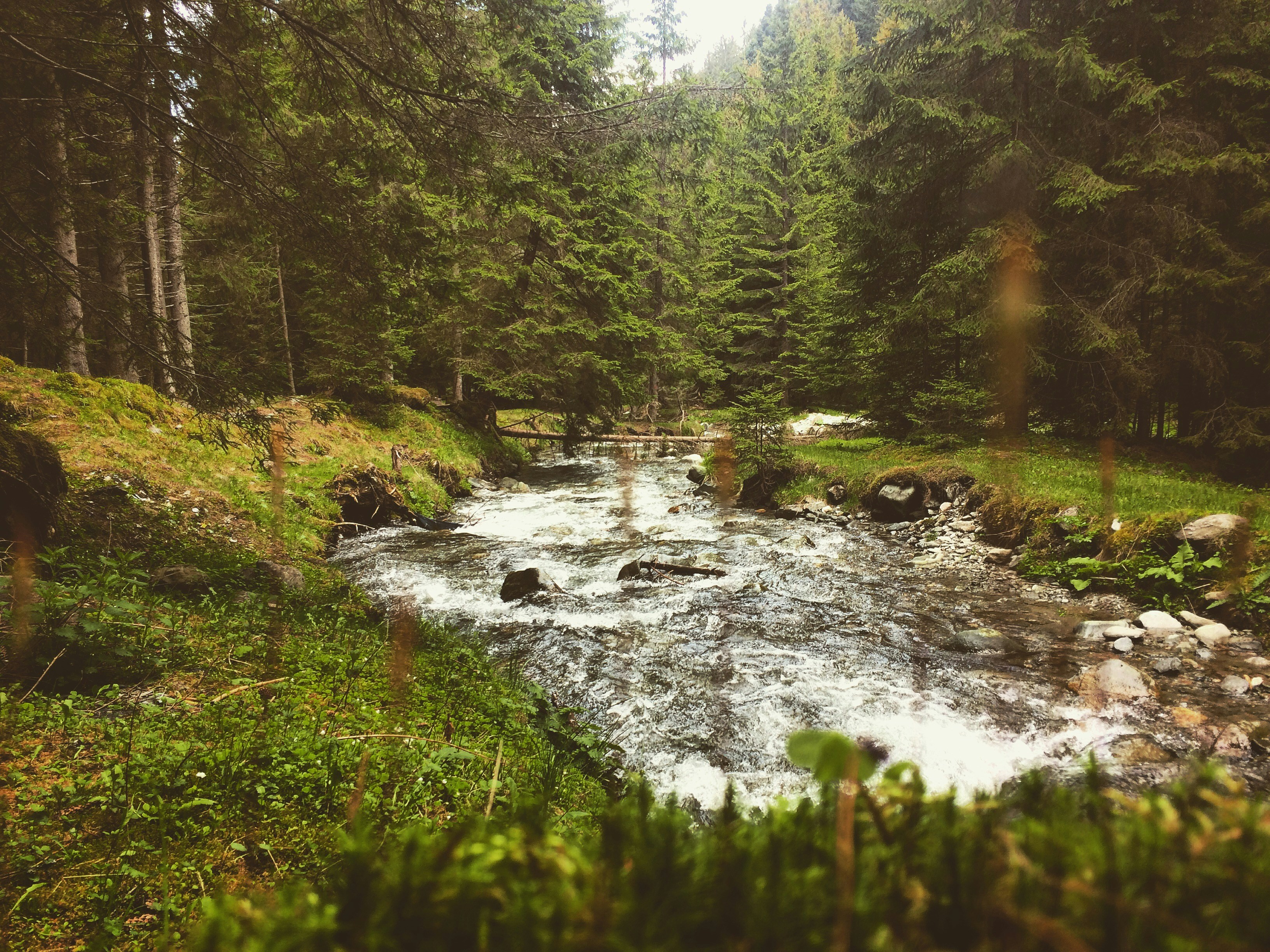 river surrounded by trees