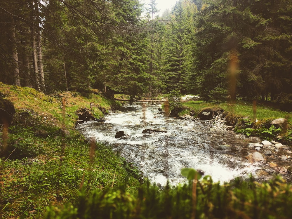 river surrounded by trees