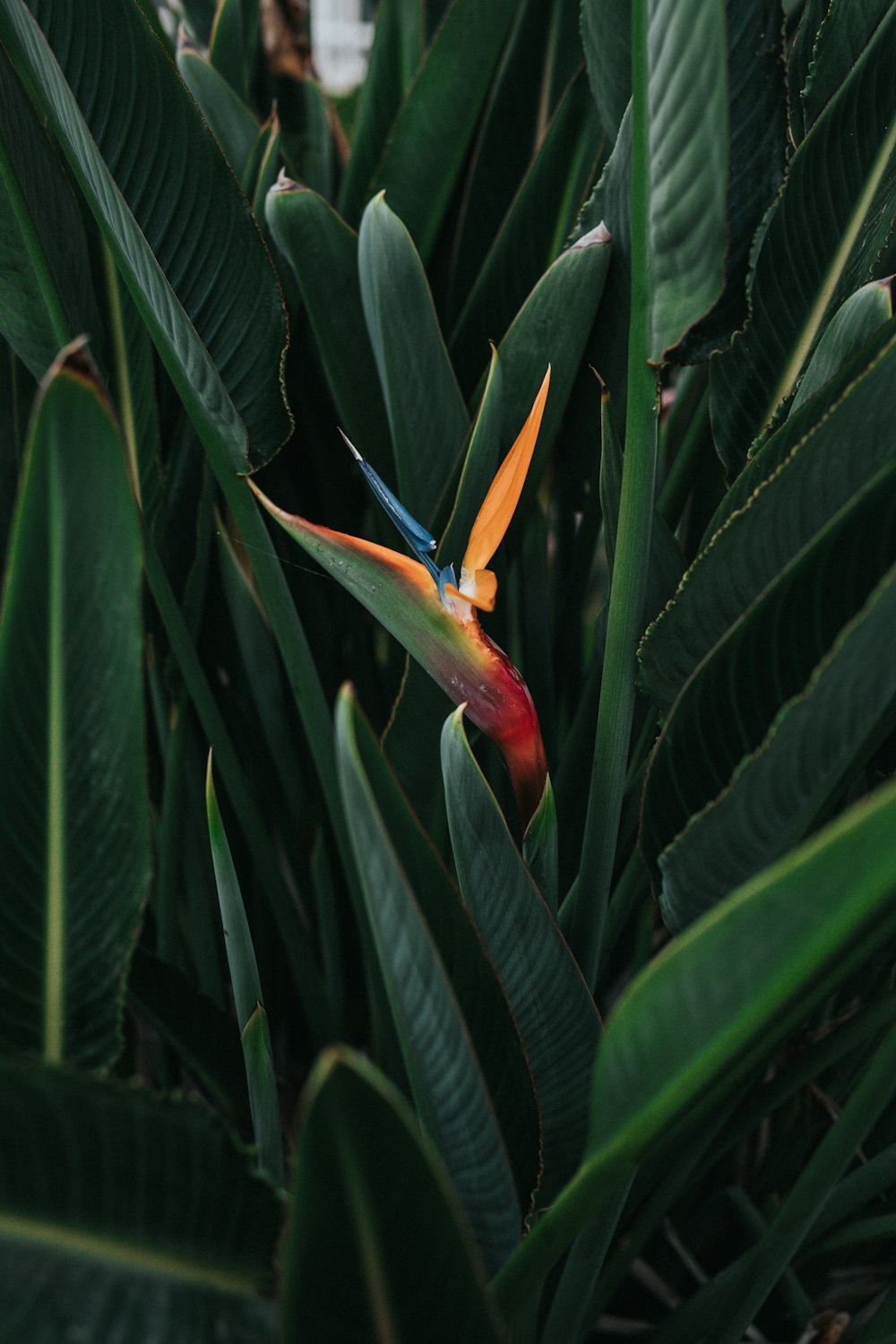 bird of paradise flowers