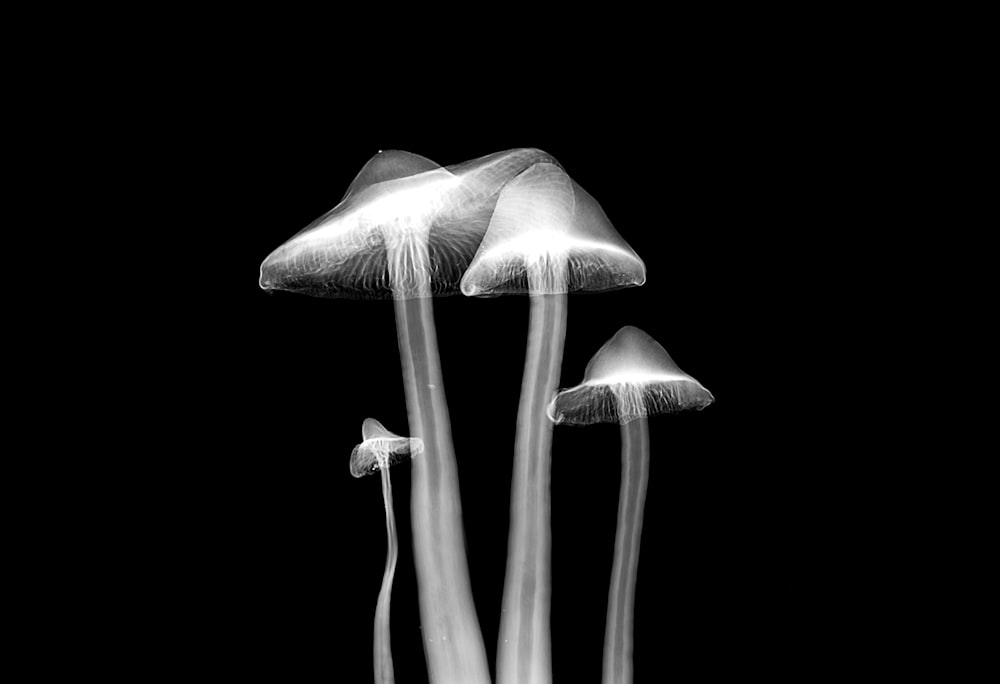 Illustration von vier weißen Pilzen