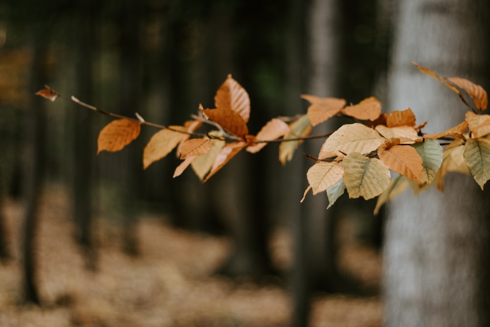 brown leaves close-up photo