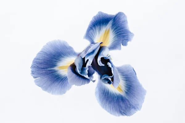Fiore di iris in primo piano — il cuore cipriato di iris e geranio di L'Homme Prada, dalla profumeria Olara